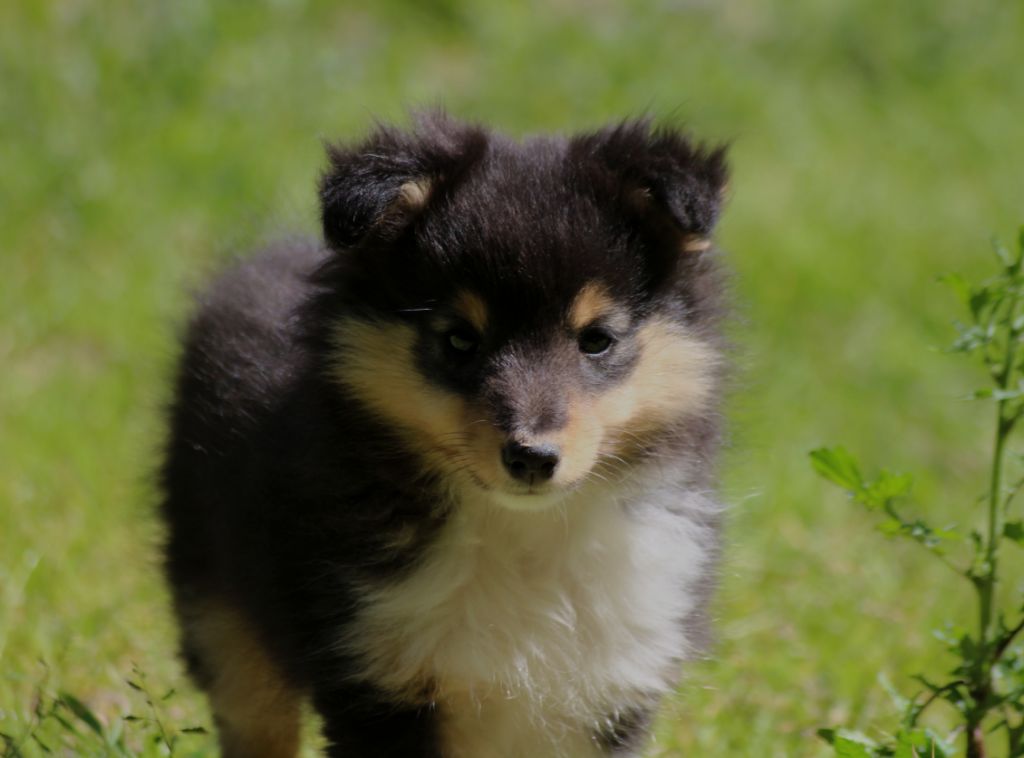 du Royaume d'Angélique - Chiot disponible  - Shetland Sheepdog