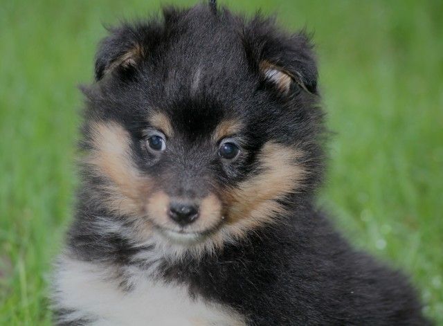 du Royaume d'Angélique - Chiot disponible  - Shetland Sheepdog