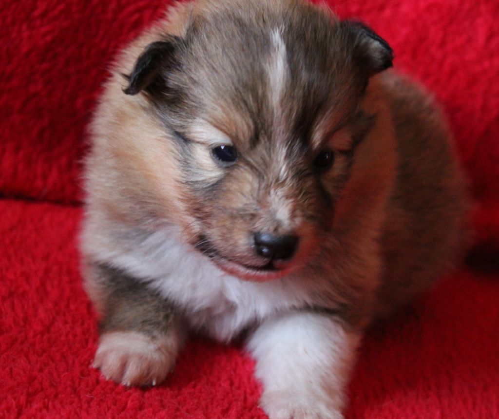 du Royaume d'Angélique - Chiot disponible  - Shetland Sheepdog