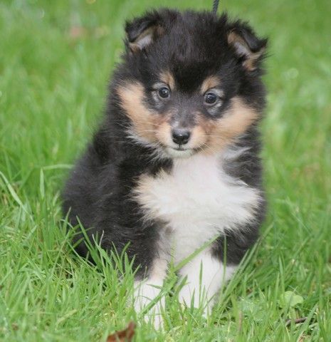 du Royaume d'Angélique - Chiot disponible  - Shetland Sheepdog