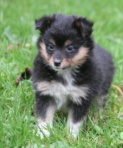 du Royaume d'Angélique - Chiot disponible  - Shetland Sheepdog