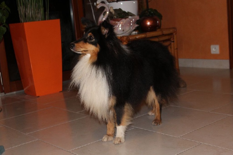 Idol brun du Royaume d'Angélique