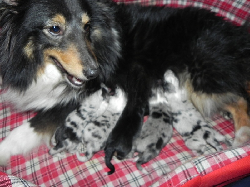 Islande black du Royaume d'Angélique