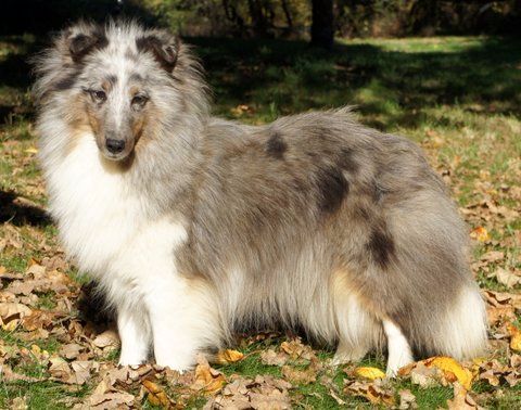 Fibie d'ange blue du Royaume d'Angélique