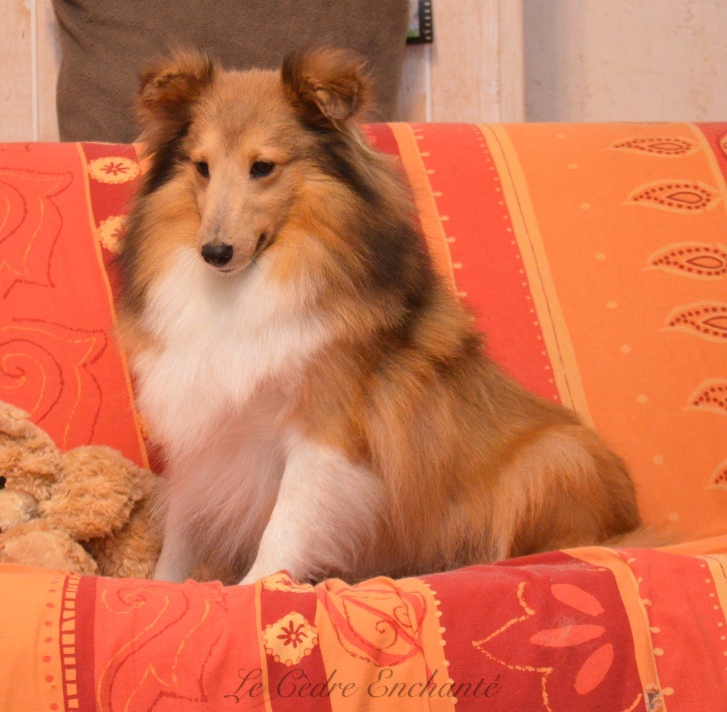 Naiade blonde du Royaume d'Angélique