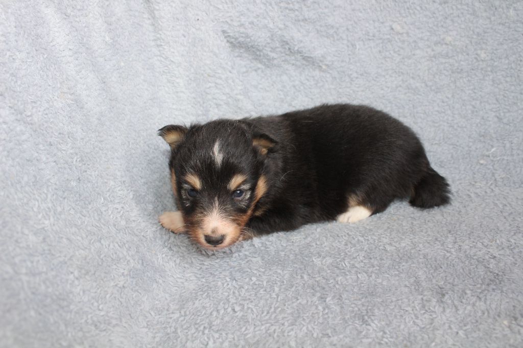 du Royaume d'Angélique - Chiots disponibles - Shetland Sheepdog