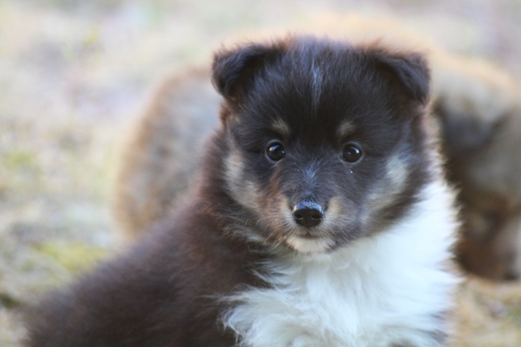 du Royaume d'Angélique - Chiots disponibles - Shetland Sheepdog