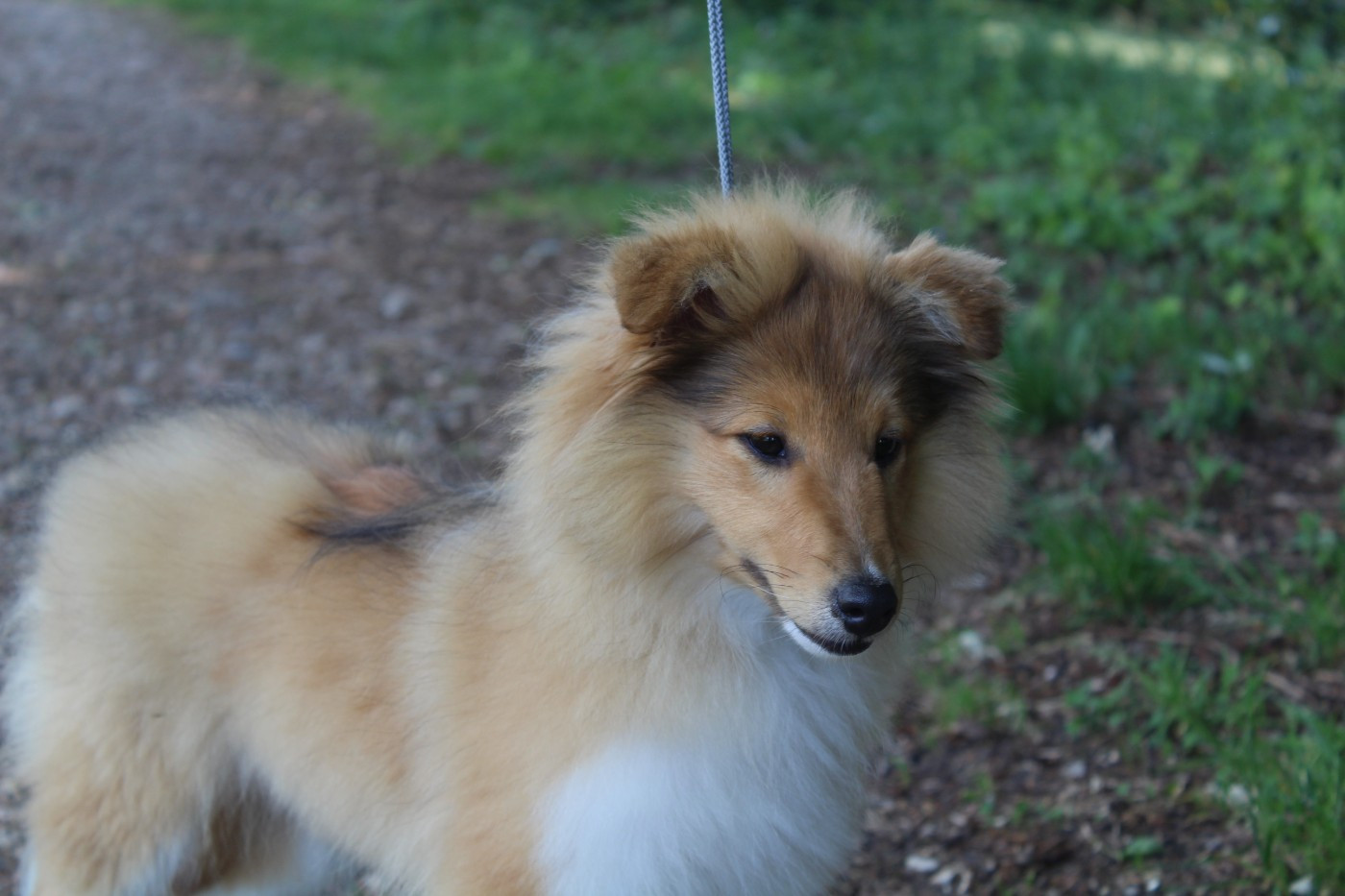 du Royaume d'Angélique - Chiots disponibles - Shetland Sheepdog