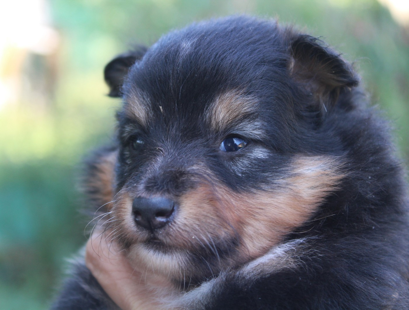 du Royaume d'Angélique - Chiots disponibles - Shetland Sheepdog