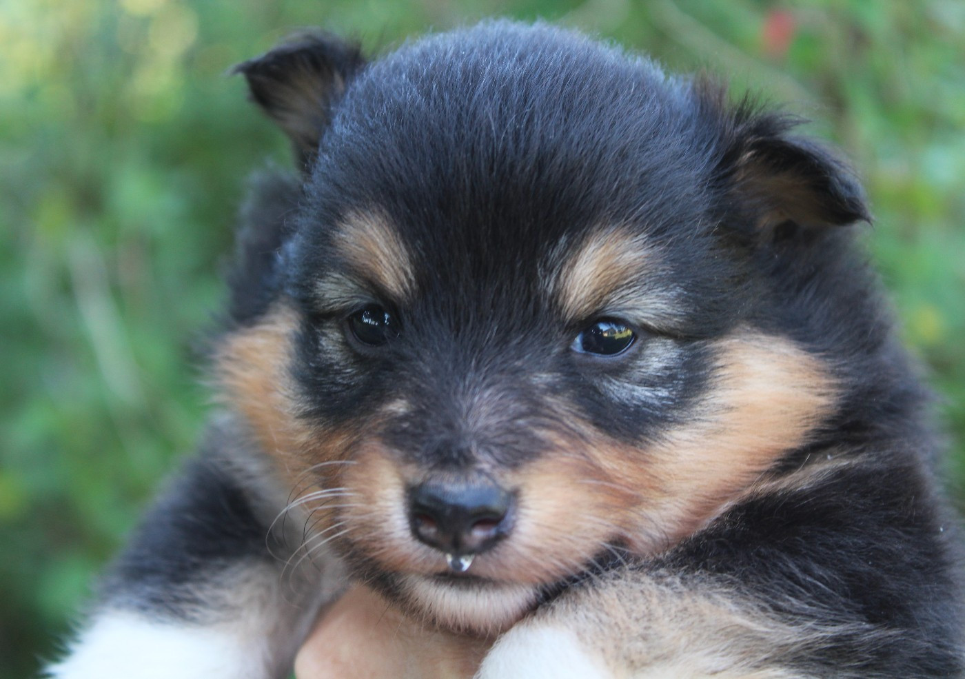 du Royaume d'Angélique - Chiots disponibles - Shetland Sheepdog