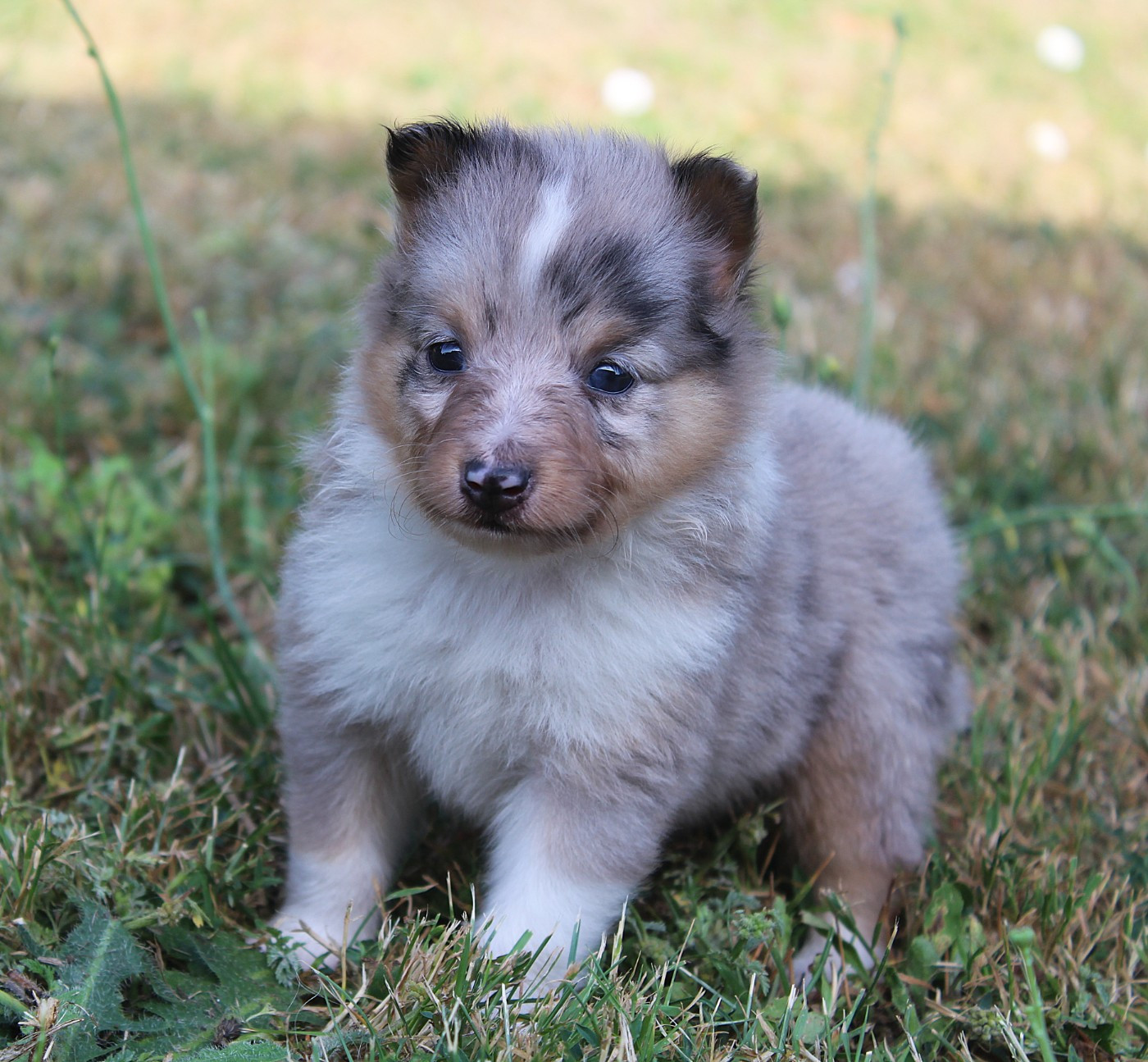 du Royaume d'Angélique - Chiots disponibles - Shetland Sheepdog