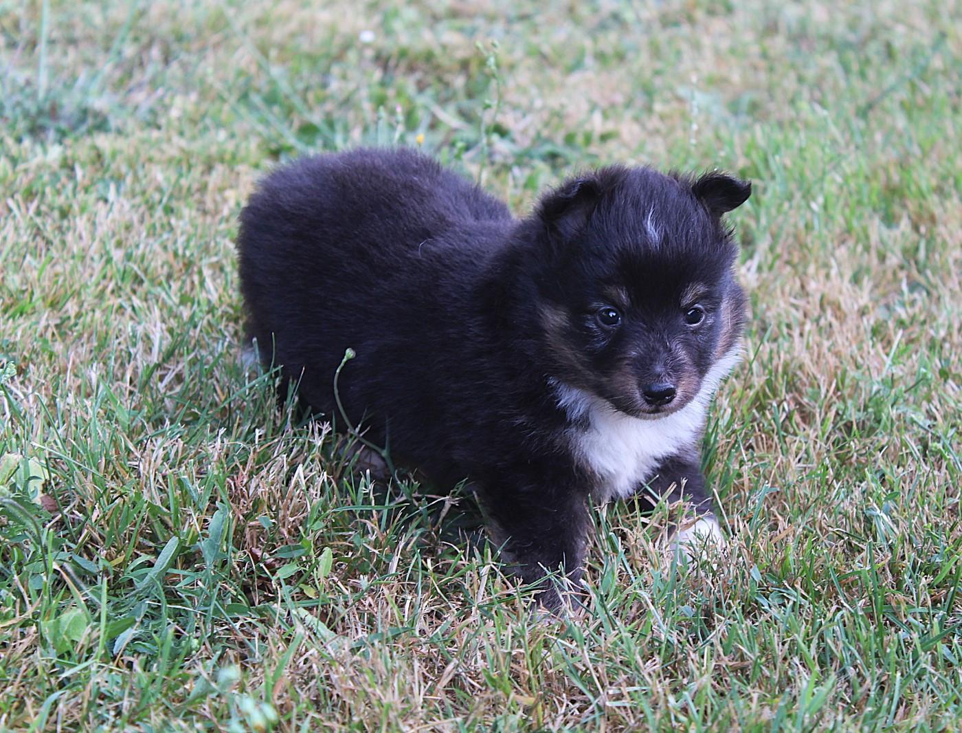 du Royaume d'Angélique - Chiots disponibles - Shetland Sheepdog
