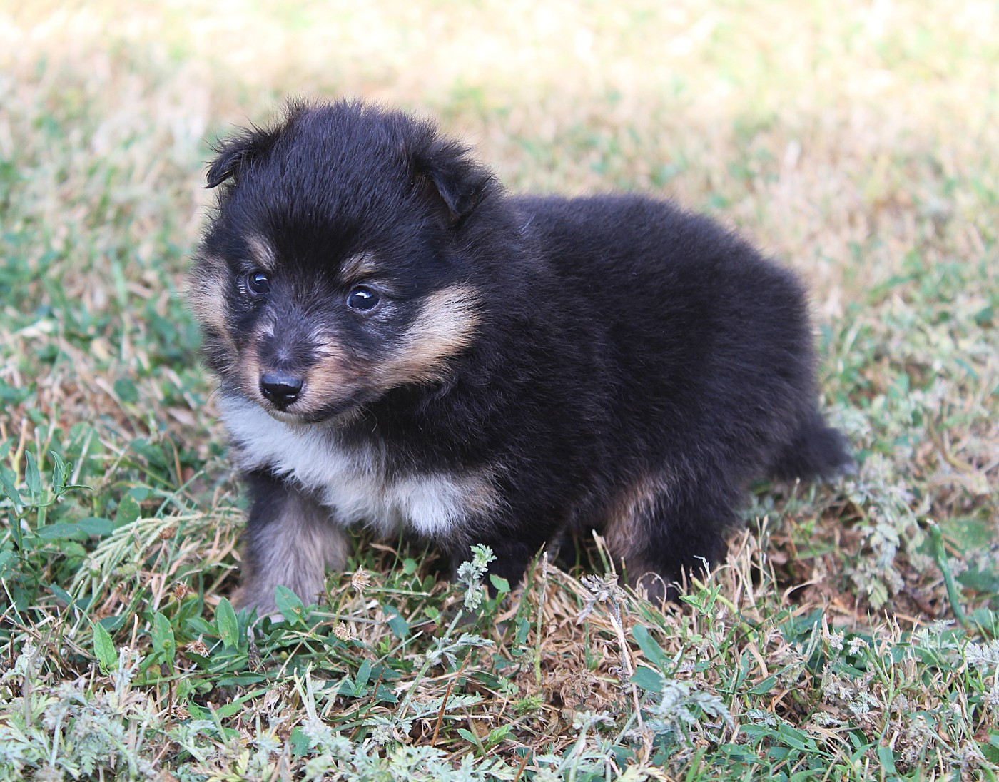 du Royaume d'Angélique - Chiots disponibles - Shetland Sheepdog