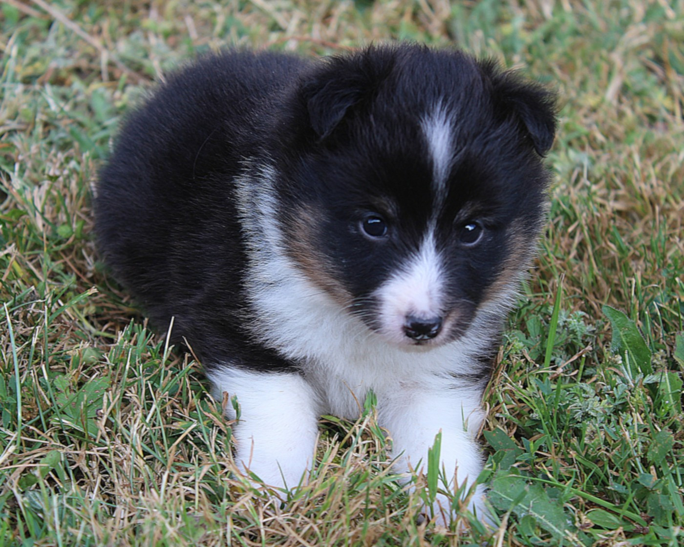 du Royaume d'Angélique - Chiots disponibles - Shetland Sheepdog