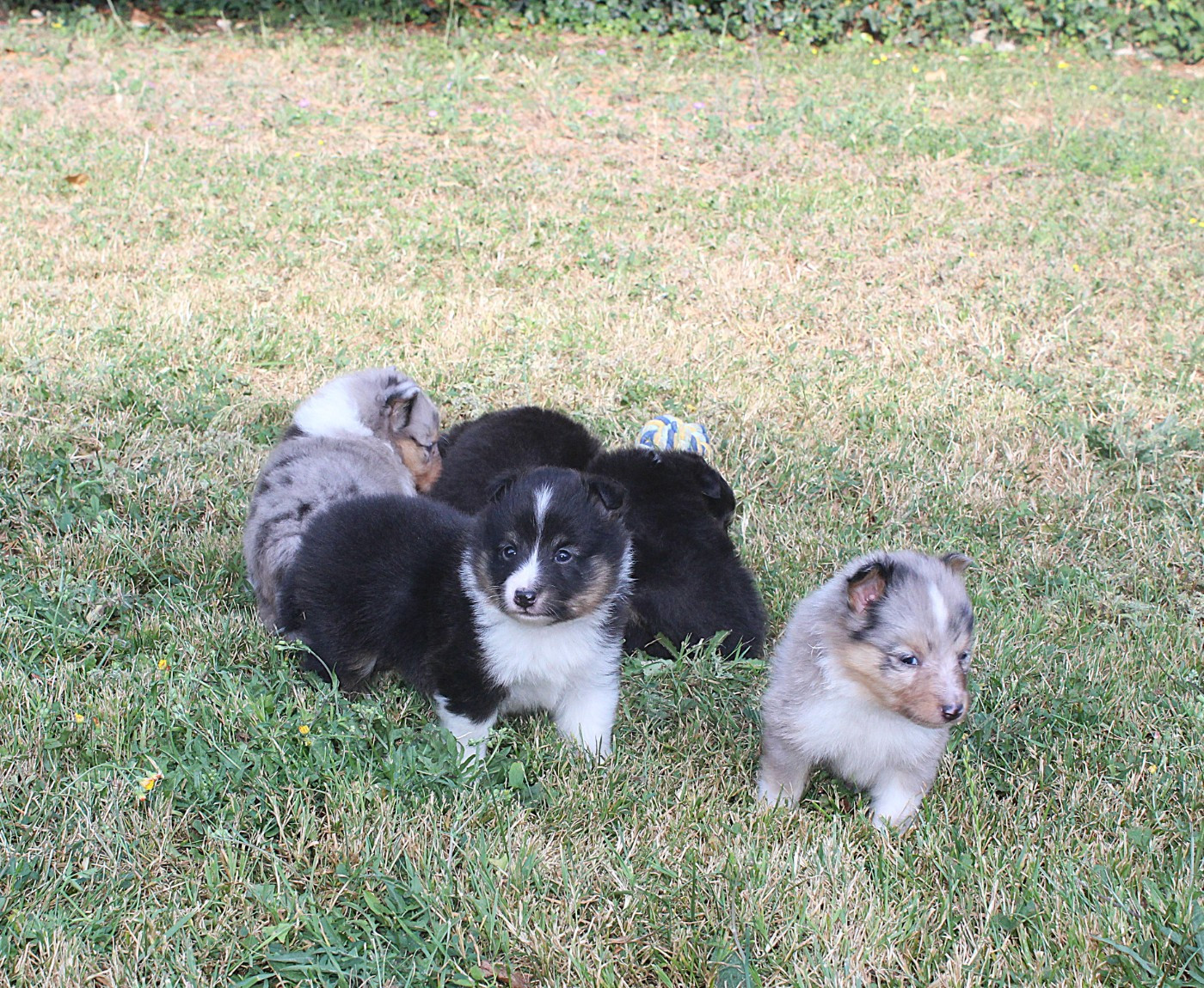 du Royaume d'Angélique - Shetland Sheepdog - Portée née le 21/05/2026