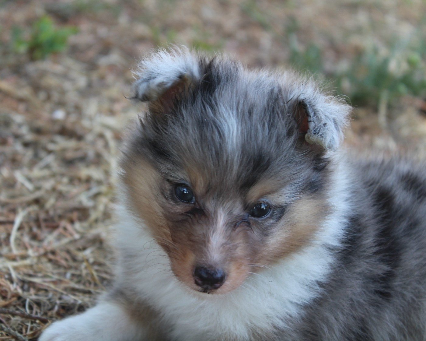 du Royaume d'Angélique - Chiots disponibles - Shetland Sheepdog