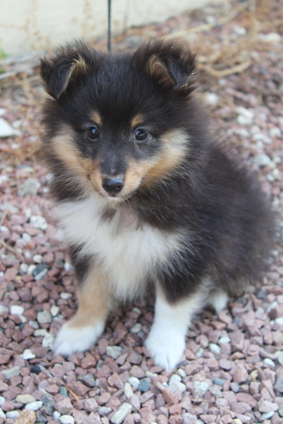 du Royaume d'Angélique - Chiots disponibles - Shetland Sheepdog