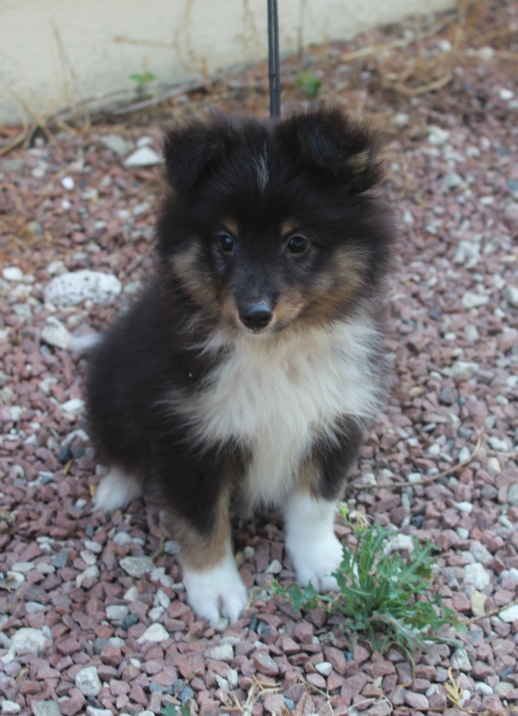 du Royaume d'Angélique - Chiots disponibles - Shetland Sheepdog