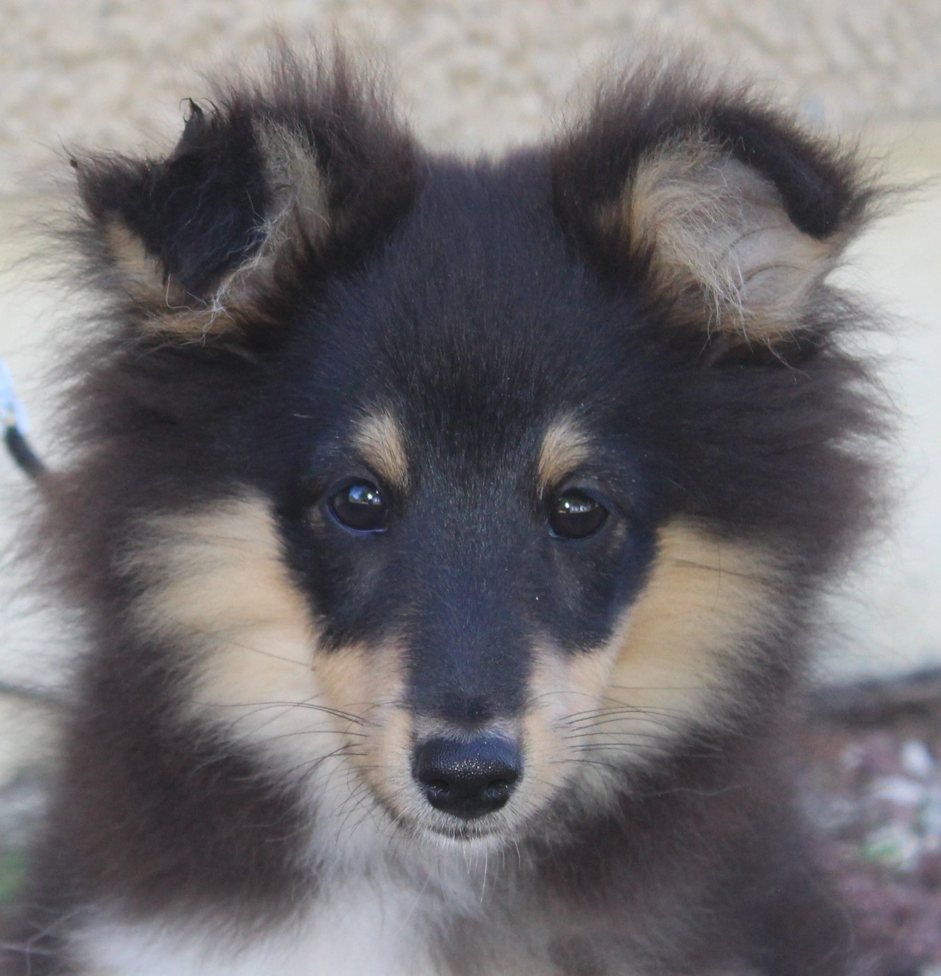 du Royaume d'Angélique - Chiots disponibles - Shetland Sheepdog