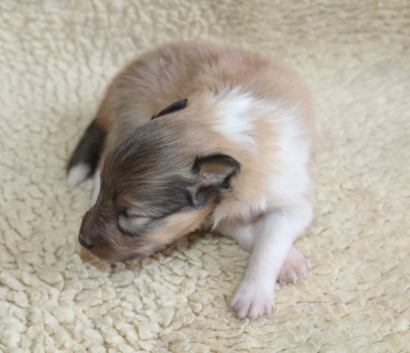 du Royaume d'Angélique - Chiots disponibles - Shetland Sheepdog