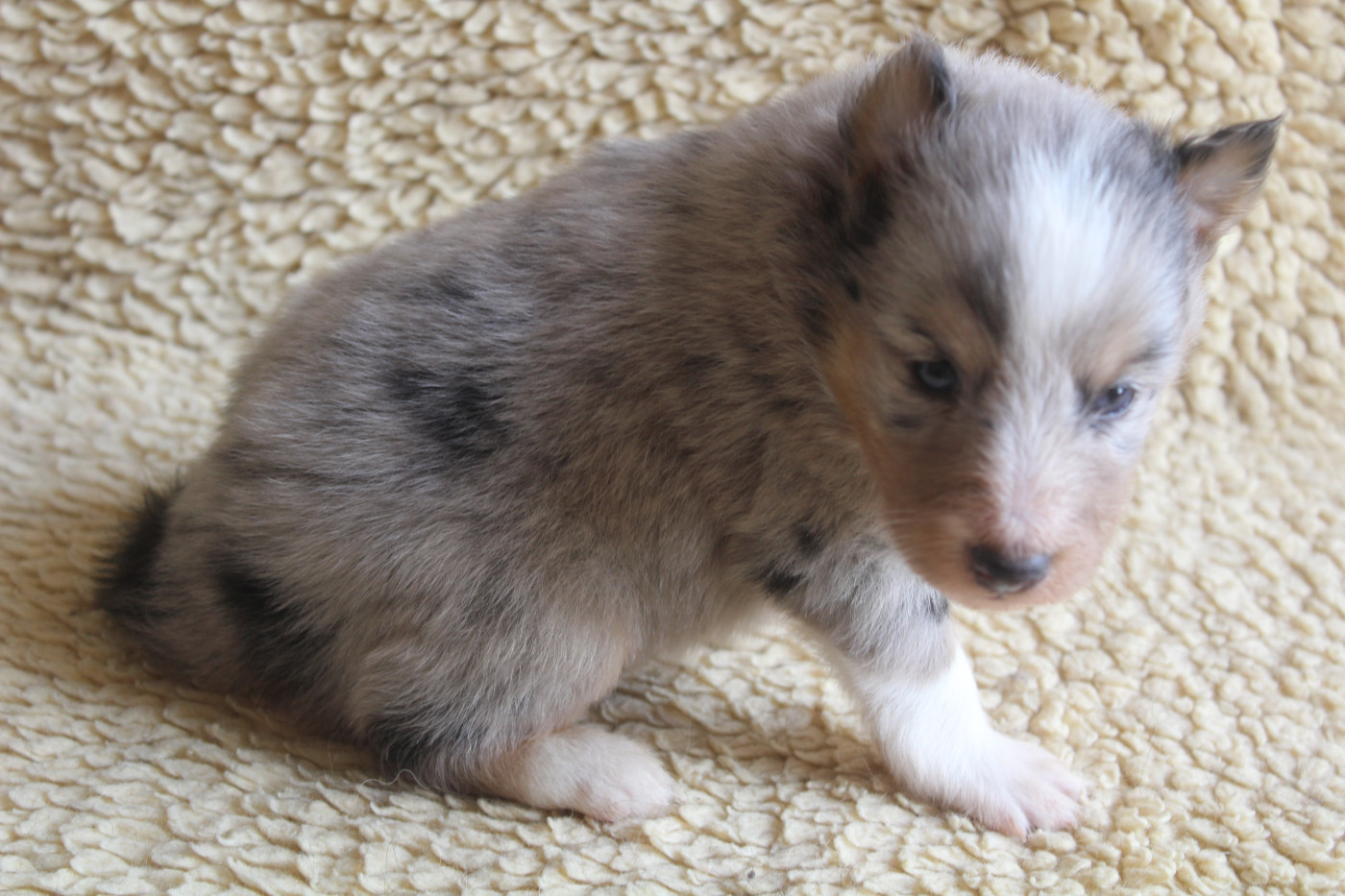 du Royaume d'Angélique - Chiots disponibles - Shetland Sheepdog