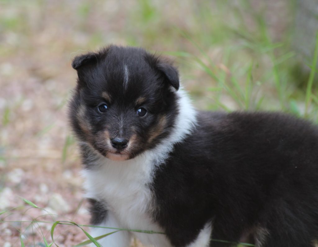 du Royaume d'Angélique - Chiots disponibles - Shetland Sheepdog
