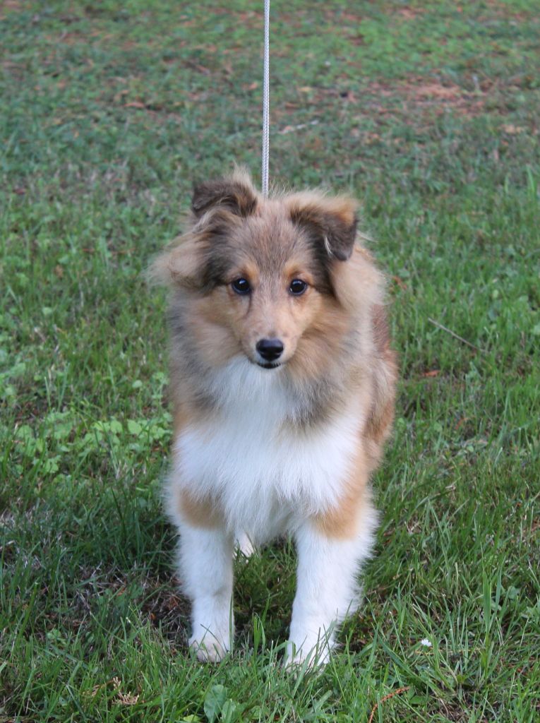 du Royaume d'Angélique - Chiots disponibles - Shetland Sheepdog