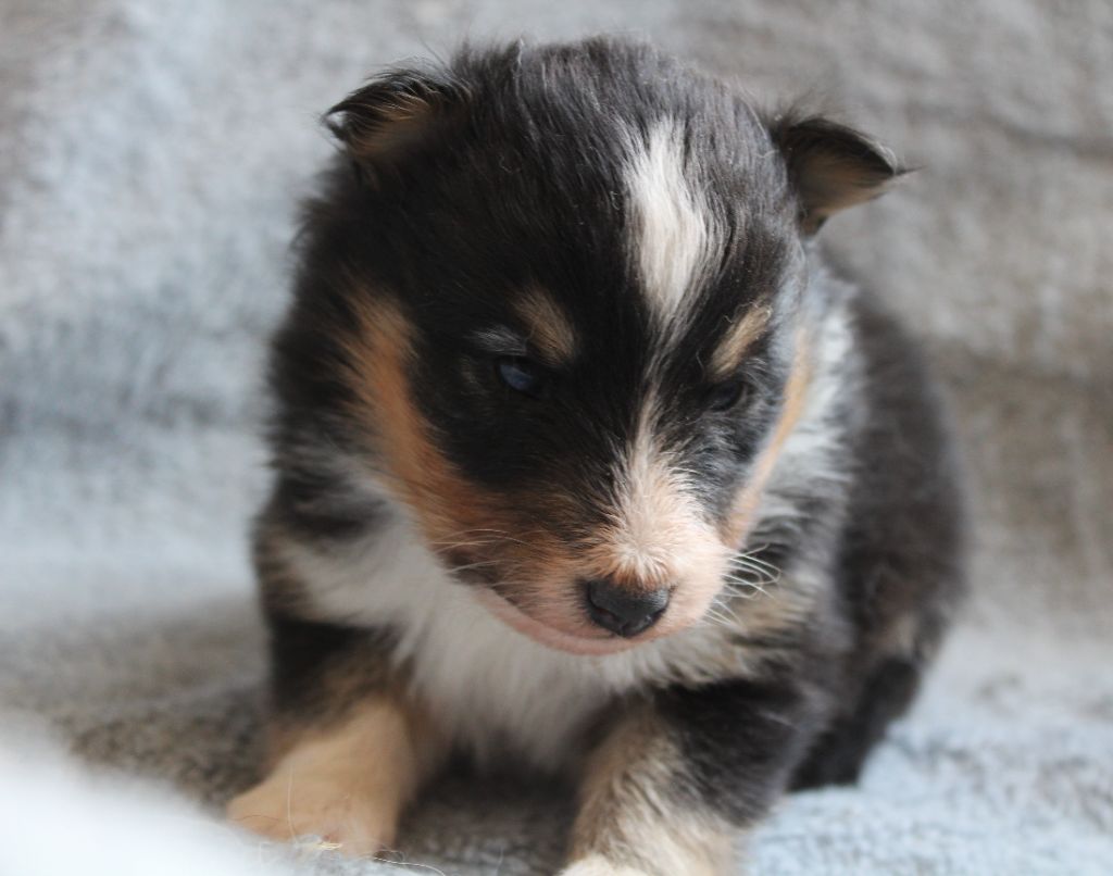 du Royaume d'Angélique - Chiots disponibles - Shetland Sheepdog