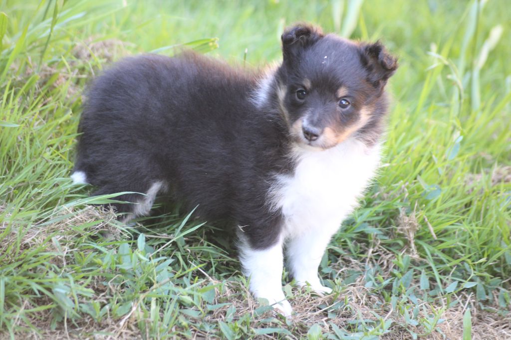du Royaume d'Angélique - Chiots disponibles - Shetland Sheepdog