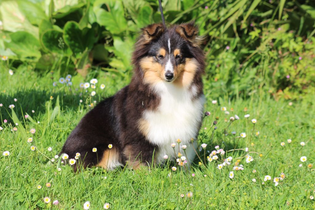 du Royaume d'Angélique - Shetland Sheepdog - Portée née le 15/11/2024