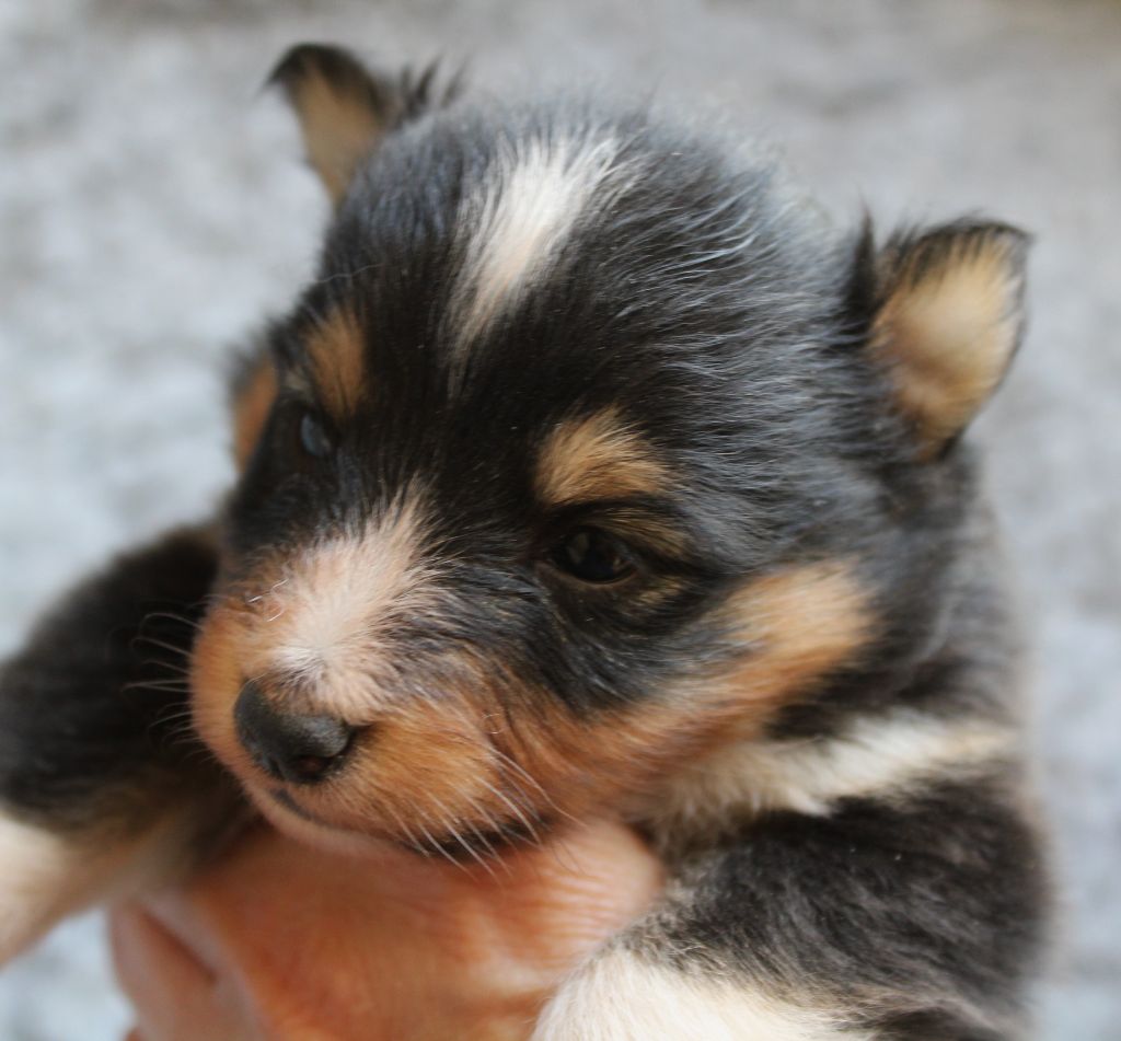 du Royaume d'Angélique - Chiots disponibles - Shetland Sheepdog