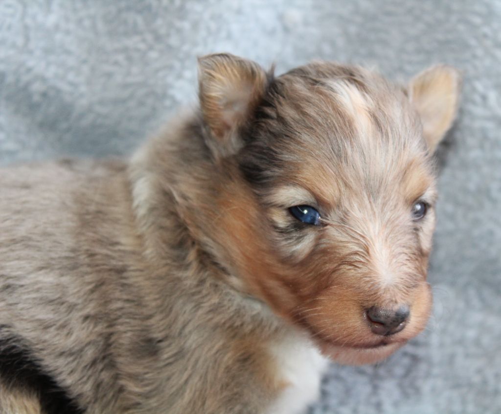 du Royaume d'Angélique - Chiots disponibles - Shetland Sheepdog