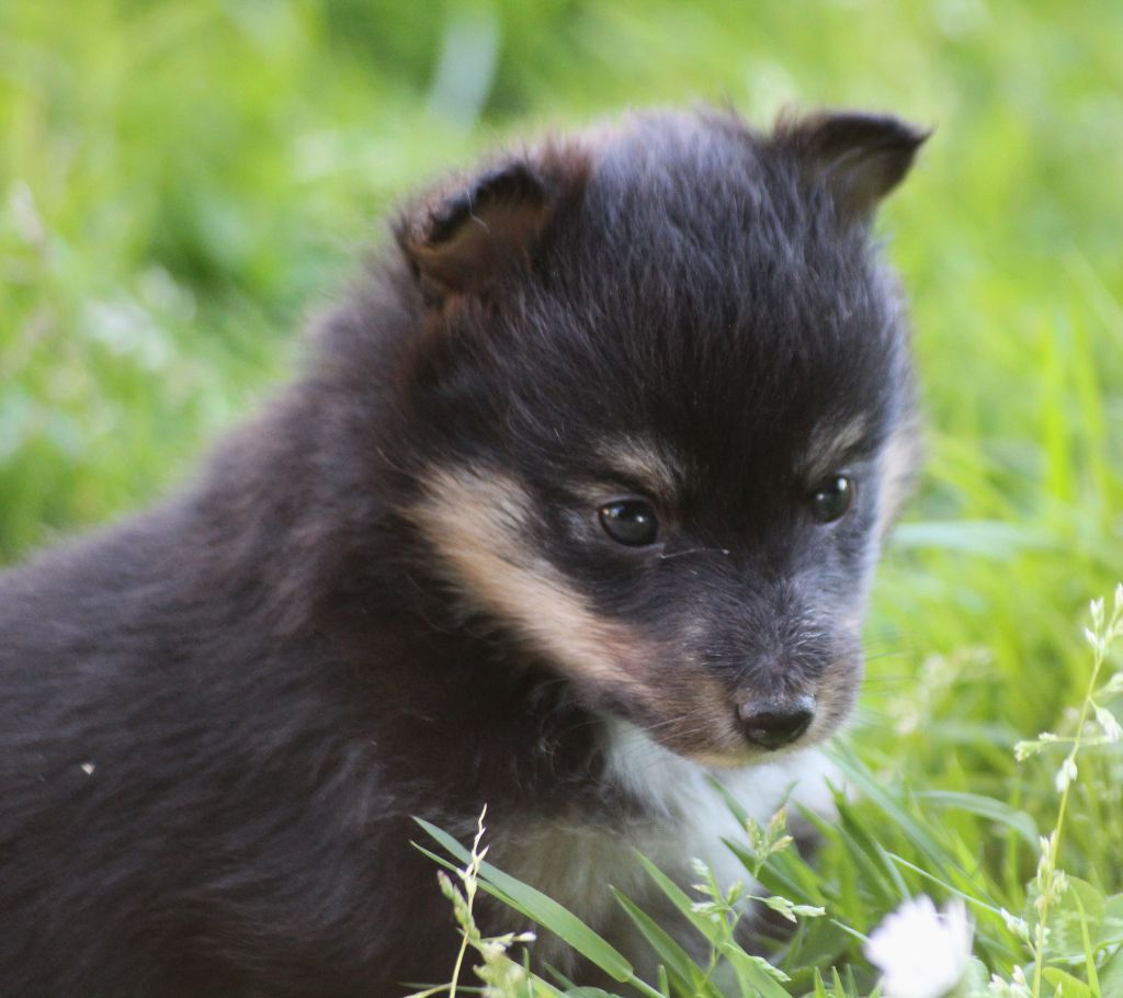 du Royaume d'Angélique - Chiots disponibles - Shetland Sheepdog