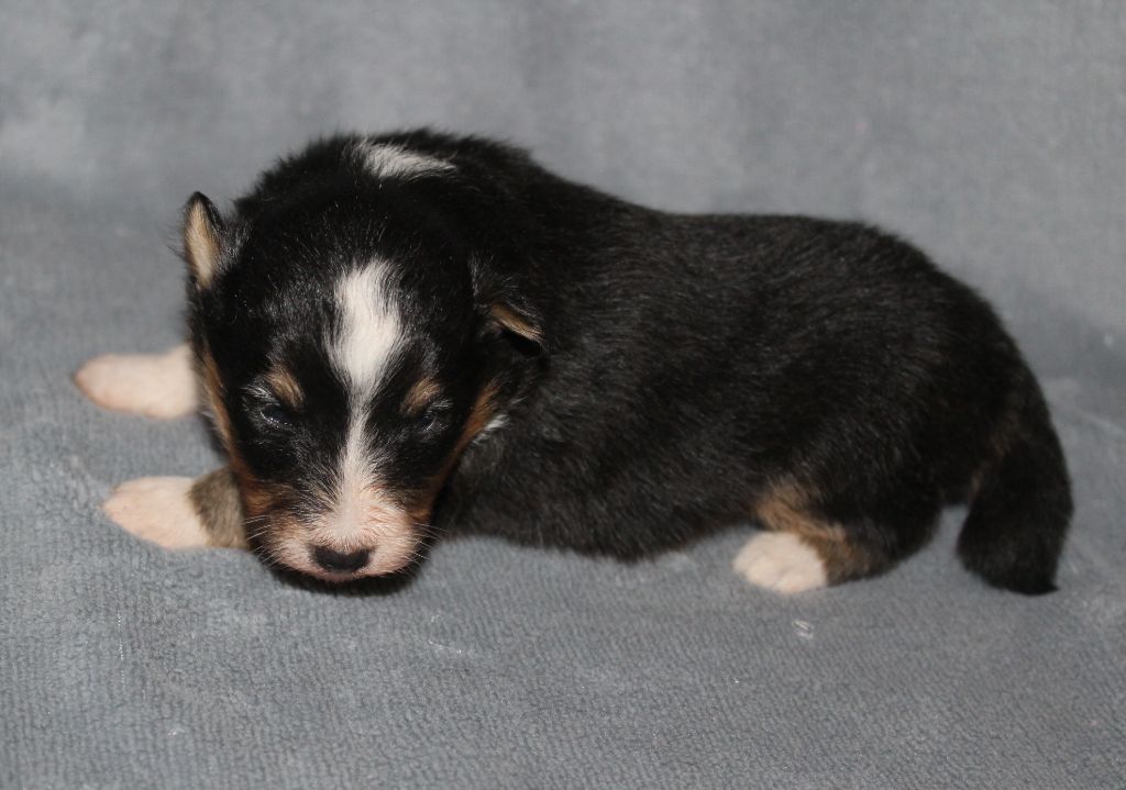 du Royaume d'Angélique - Chiots disponibles - Shetland Sheepdog