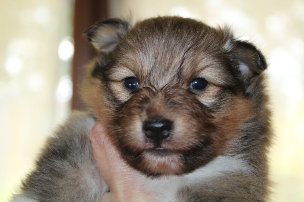 du Royaume d'Angélique - Chiots disponibles - Shetland Sheepdog