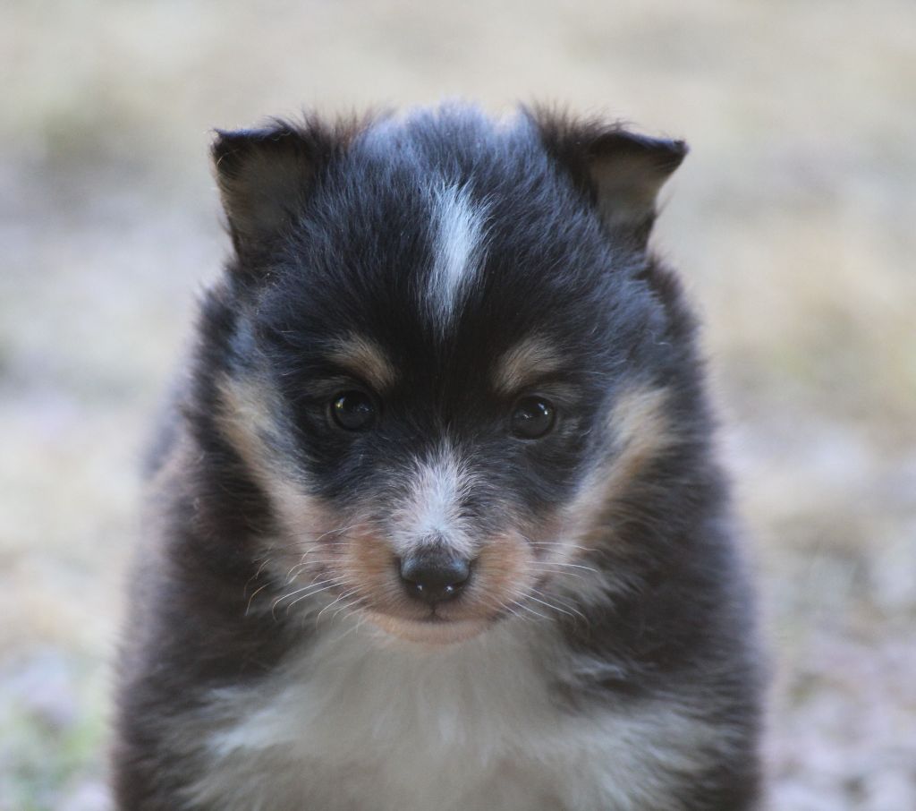 du Royaume d'Angélique - Chiots disponibles - Shetland Sheepdog