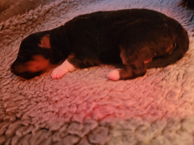 Chiot N°1