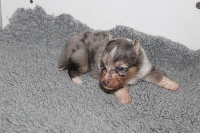 Chiot N°1