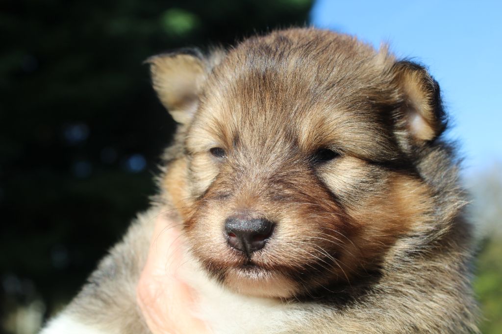 du Royaume d'Angélique - Chiots disponibles - Shetland Sheepdog