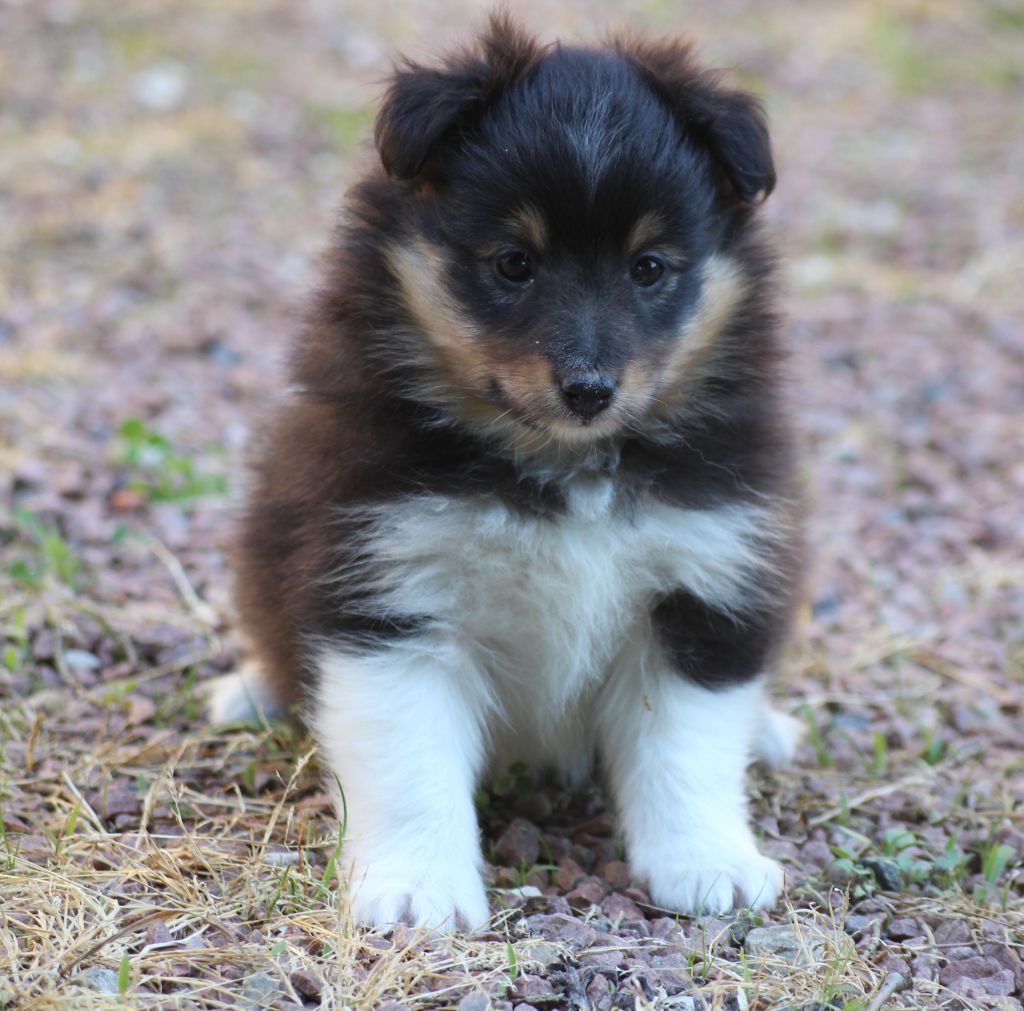 du Royaume d'Angélique - Chiots disponibles - Shetland Sheepdog