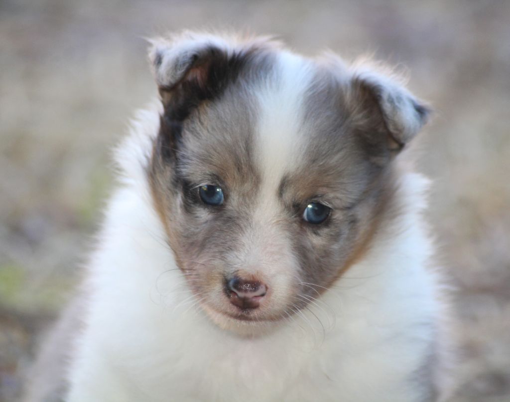 du Royaume d'Angélique - Chiots disponibles - Shetland Sheepdog