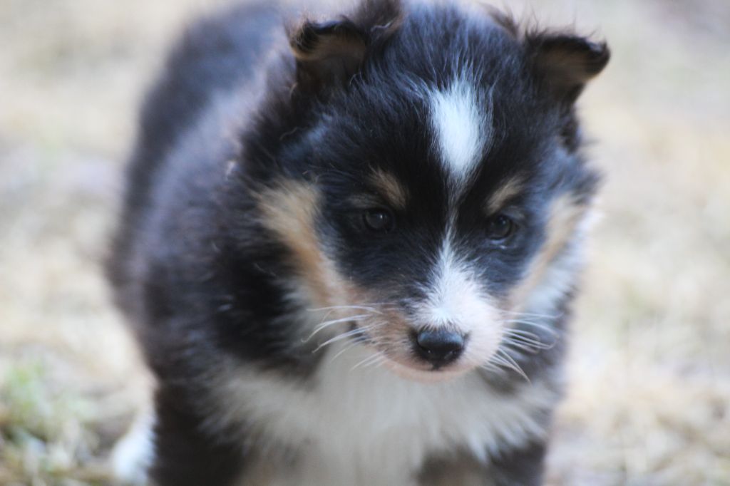 du Royaume d'Angélique - Chiots disponibles - Shetland Sheepdog