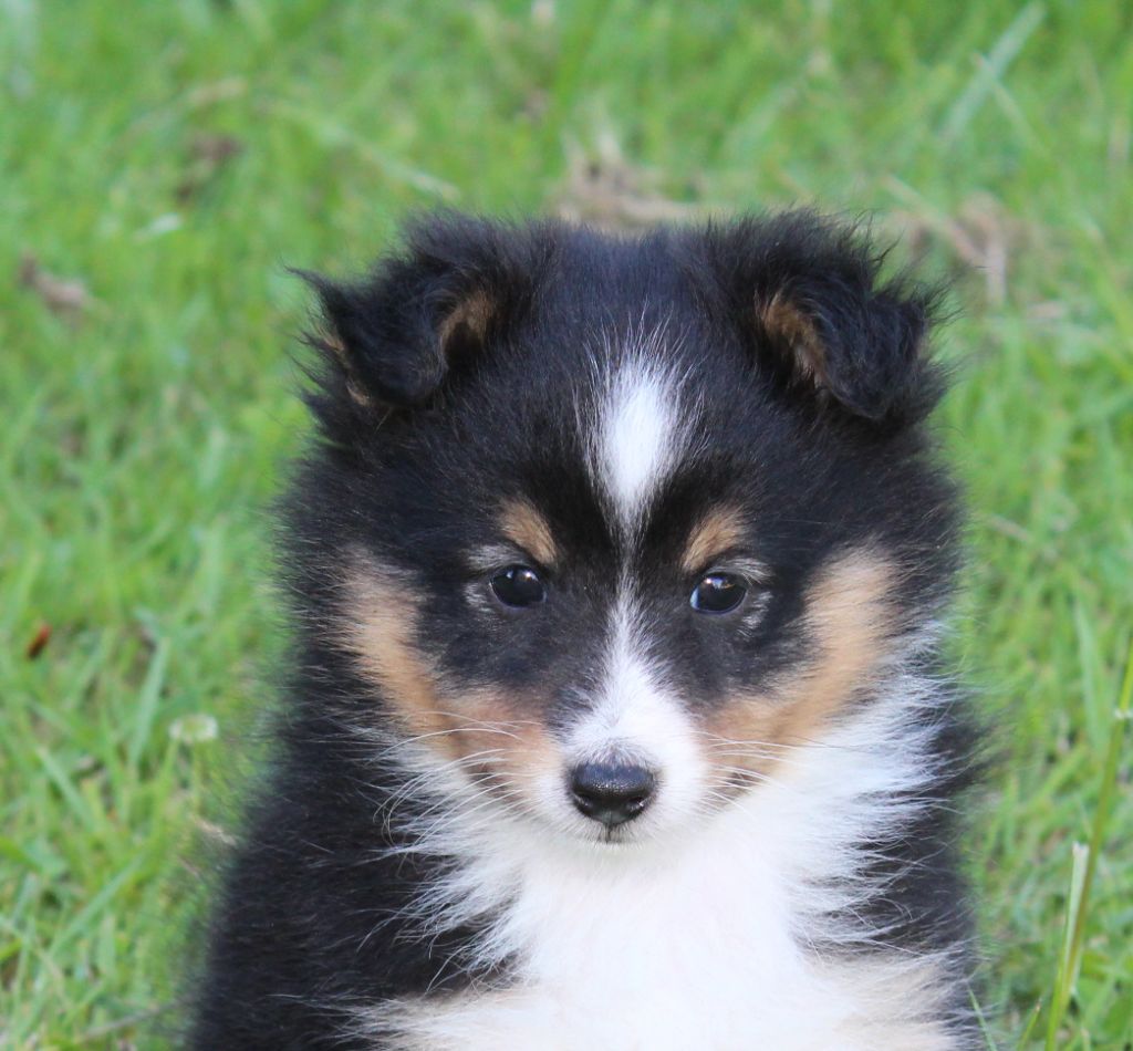 du Royaume d'Angélique - Chiots disponibles - Shetland Sheepdog