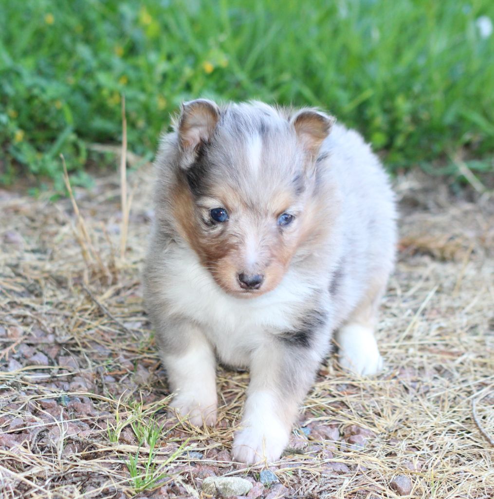 du Royaume d'Angélique - Chiots disponibles - Shetland Sheepdog